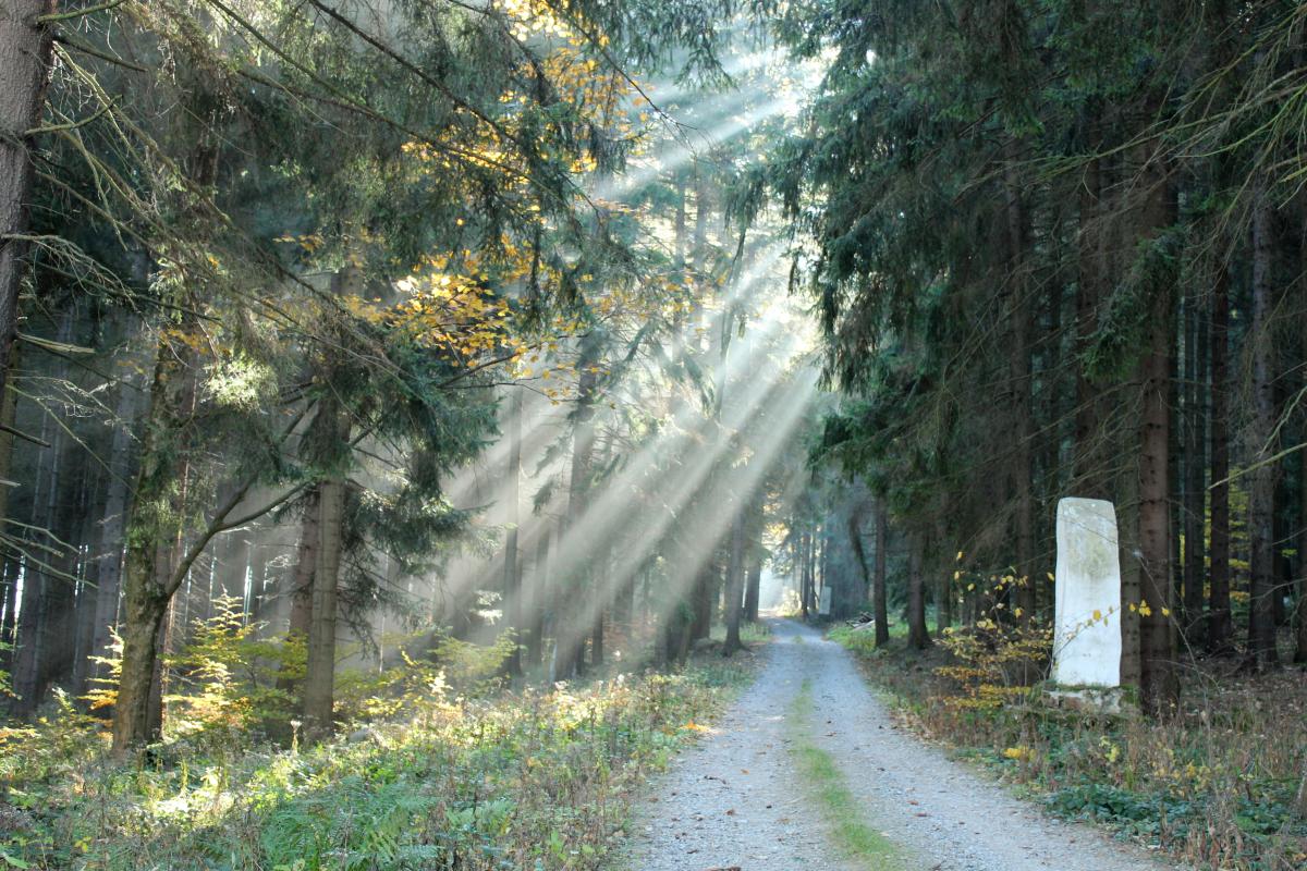 Lesní cesta, napravo od ní je něco jako hraniční kámen, skrze stromy probleskují intenzivní paprsky slunce