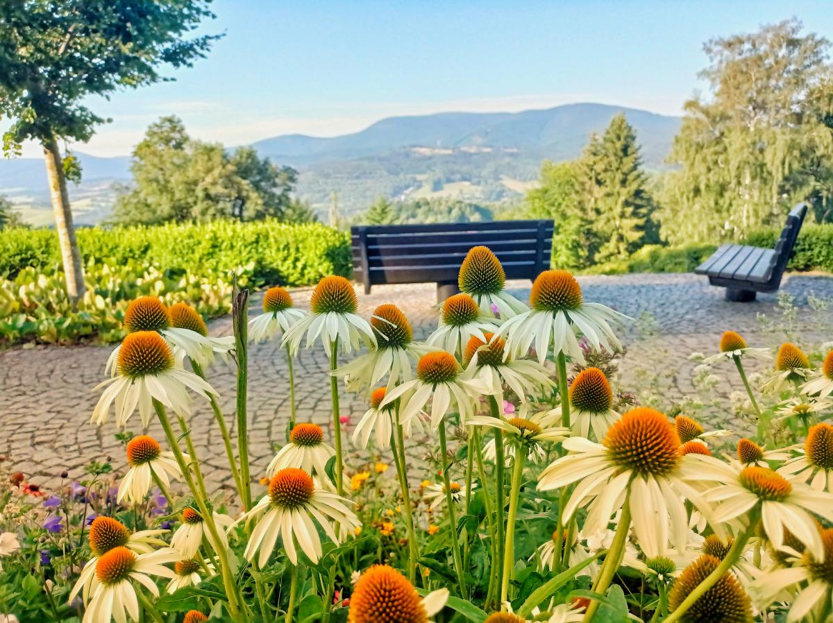 V popředí záhon heřmánků přes který je vidět prostranství s lavičkou s výhledem na hory